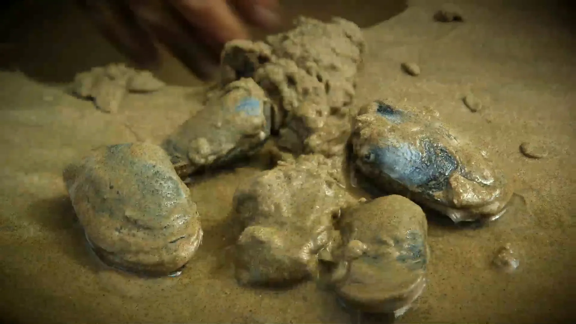 Toheroa: Rejuvenating a Delicacy on Vimeo