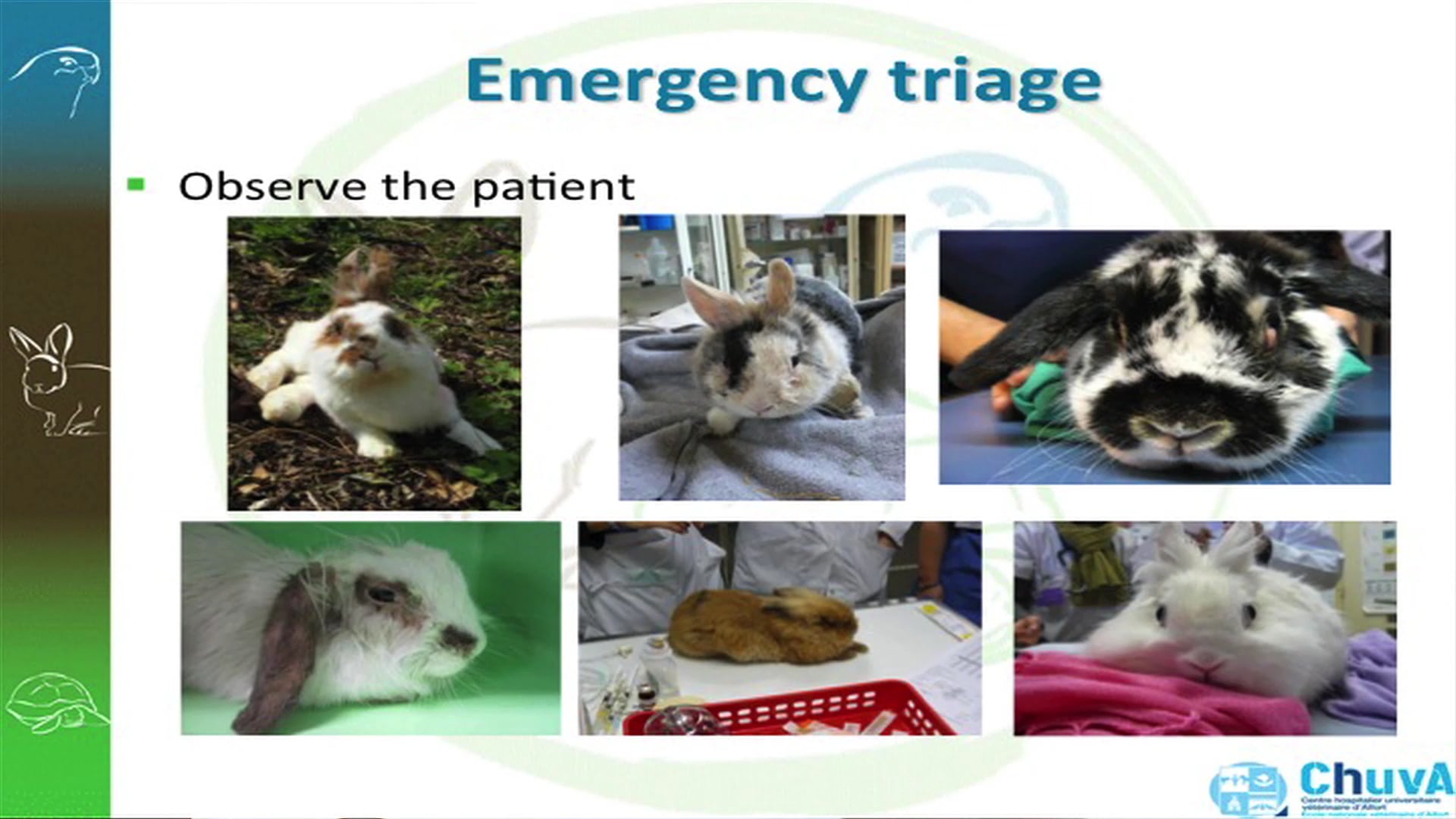 Hop to it - emergency medicine in the rabbit CHARLY PIGNON LVS2015