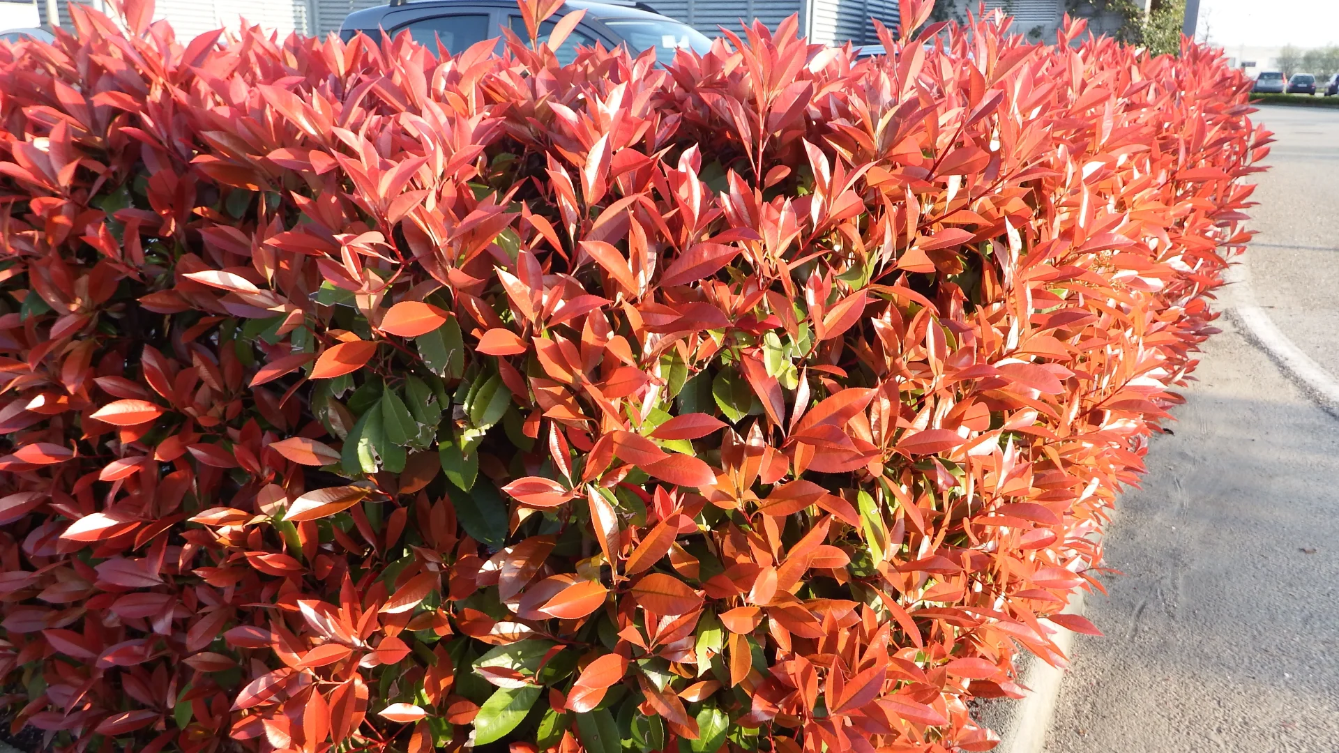Фотиния fraseri red robin. Photinia fraseri red robin. Photinia fraseri red robin. Фотиния фразера. Фотиния фразера.