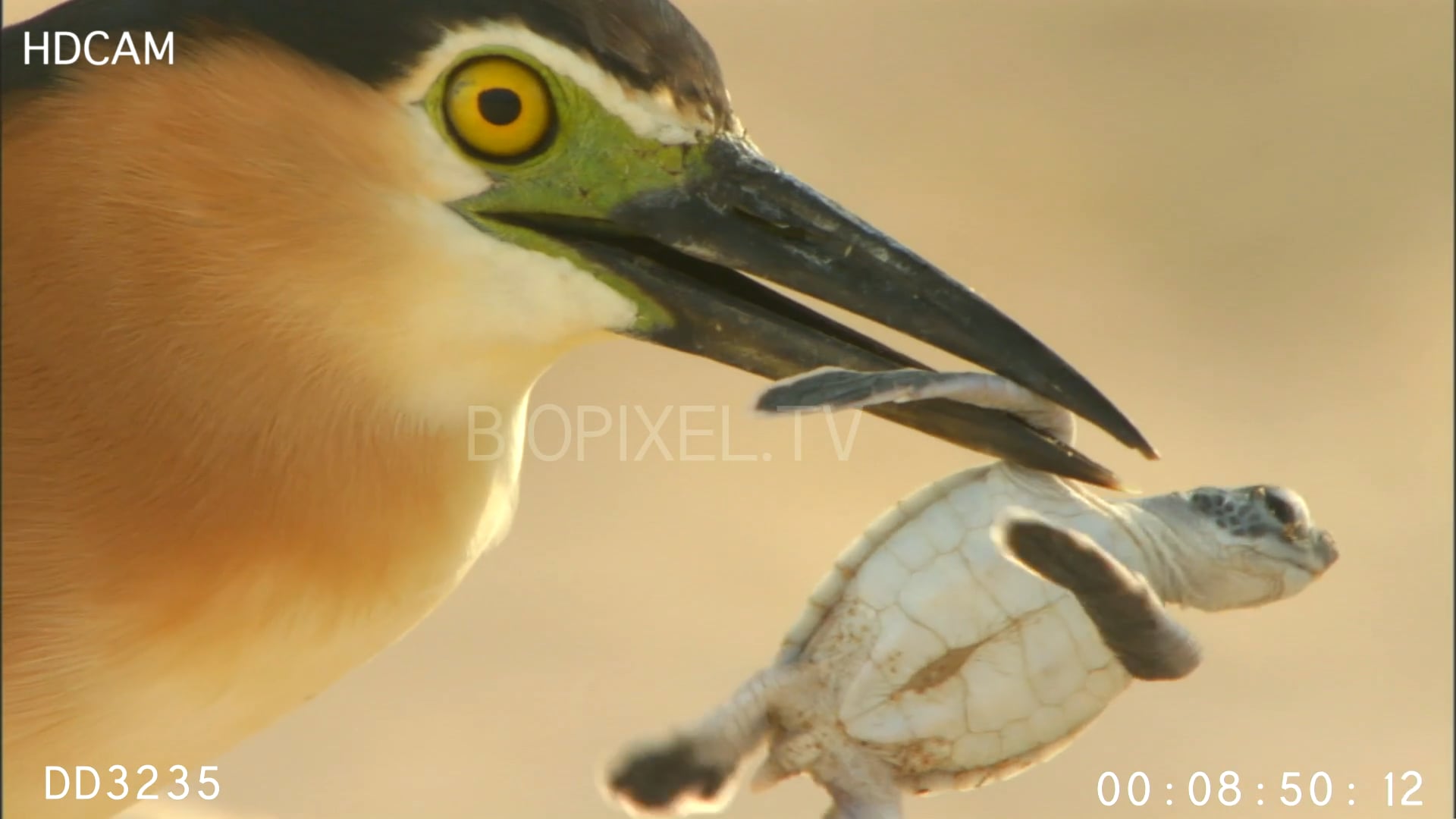 Green Sea Turtle Hatchling Predation - Green Sea Turtle Hatchling ...