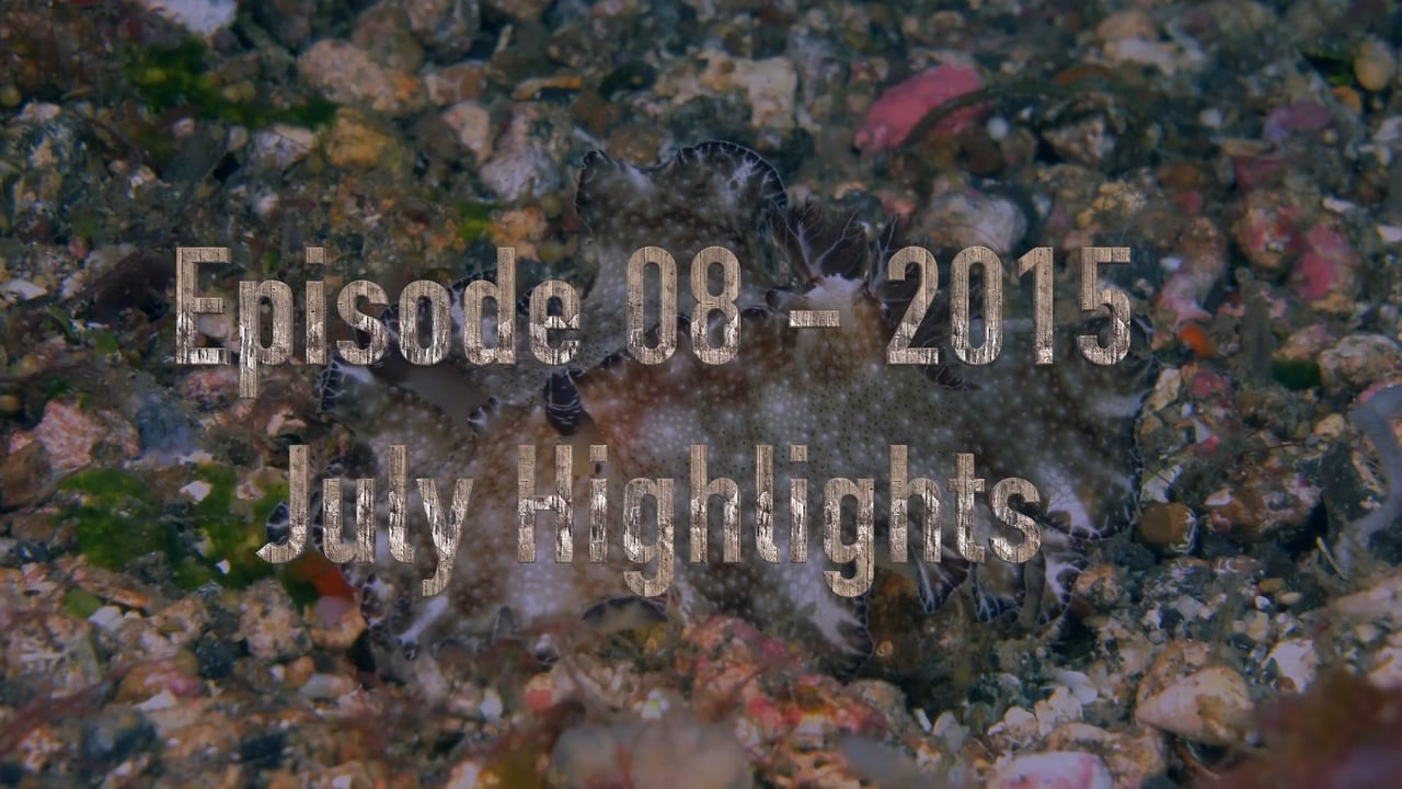 Critters of the Lembeh Strait | Episode 08 - 2016 | July Highlights
