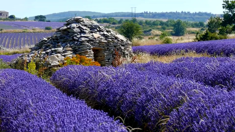 Лаванда дзен. Крымская морская соль с лавандой. Духи с лавандой. Лаванда дзен. Гидролат нероли мико, 50 мл.