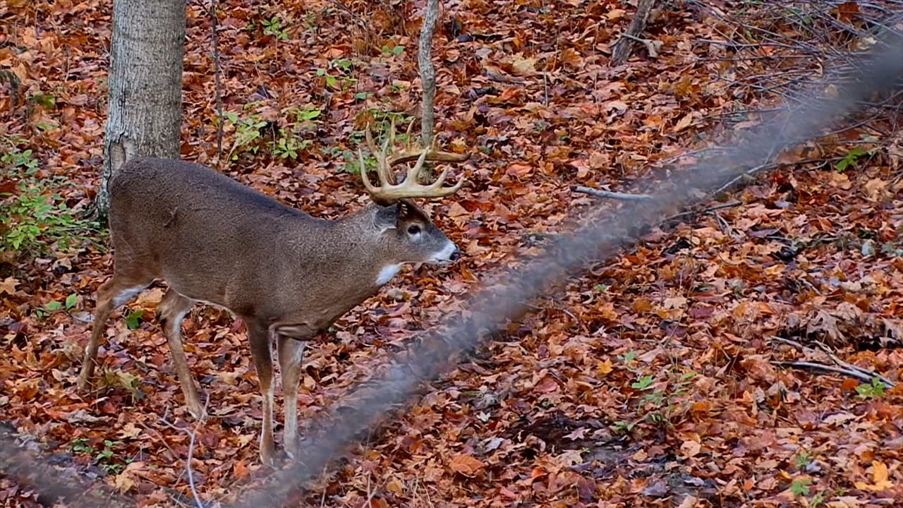 Whitetail Edge: Ohio Rut Hunt