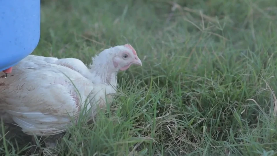 Chicken Feet – Nutrient-Rich and Pasture-Raised, Perfect for Broth