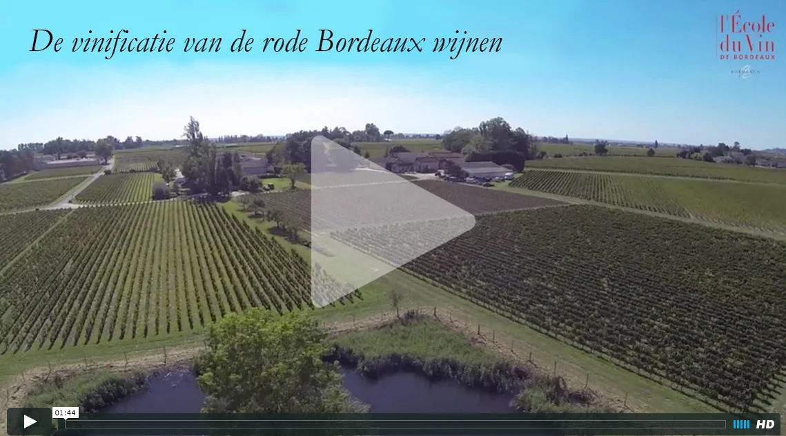 De vinificatie van de rode Bordeaux wijnen on Vimeo