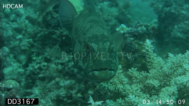 Coral trout being cleaned by cleaner wrasse