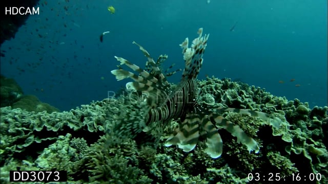 Lionfish hunting 3