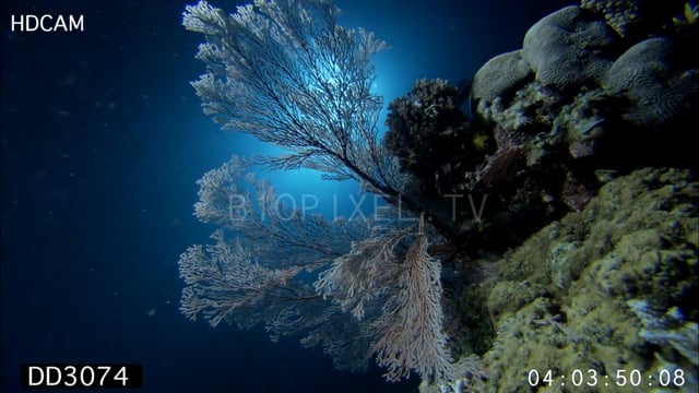 Sea fans at night feeding on plankton