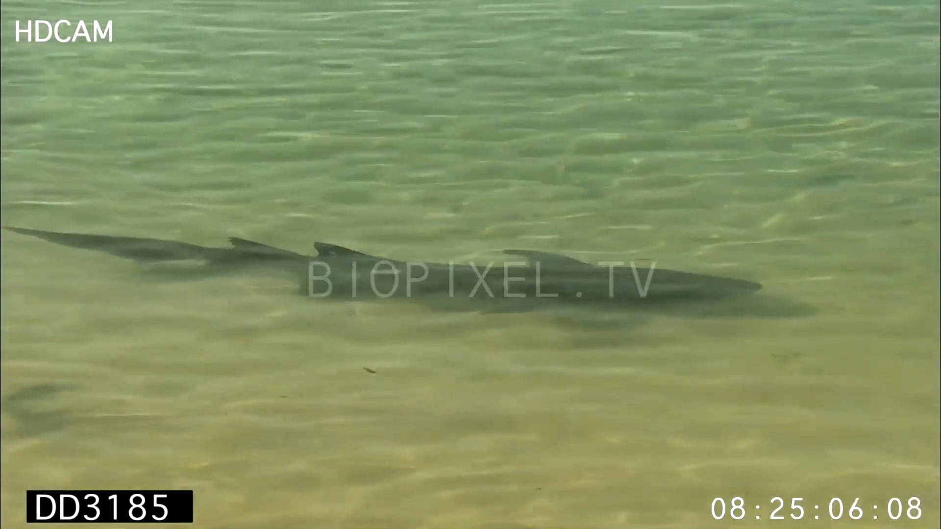 Shark Feeding - Tawny nurse shark eating turtle on Vimeo