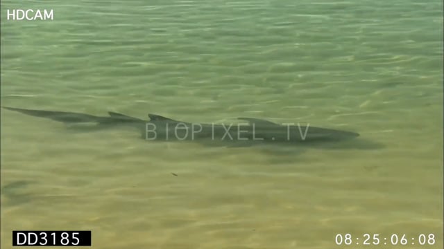 Tawny nurse shark eating turtle