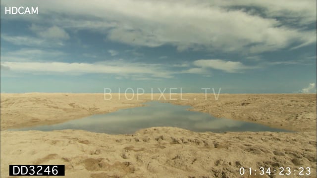 Sea level rising through sand and drowning eggs and dead turtles