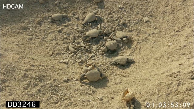 Green sea turtle hatchlings in trouble