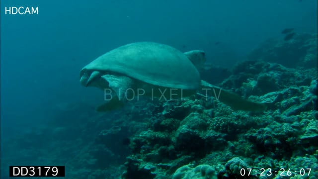Green sea turtle injured by shark swimming