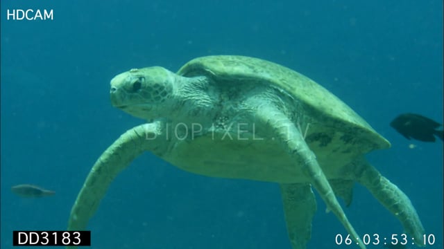 Green sea turtle being cleaned by fish
