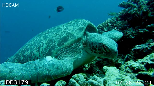 Green sea turtle resting underwater