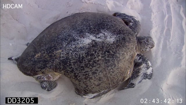Green sea turtle shark attack survivor