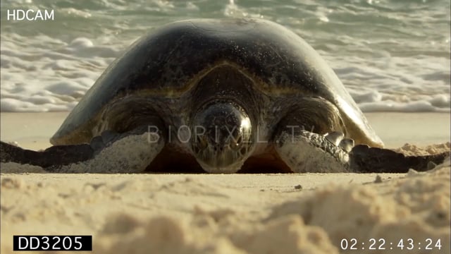 Green sea turtles arriving at sunset to nest