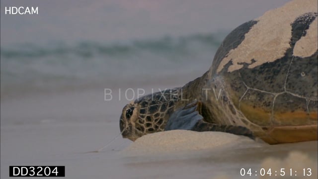 Green sea turtles leaving island