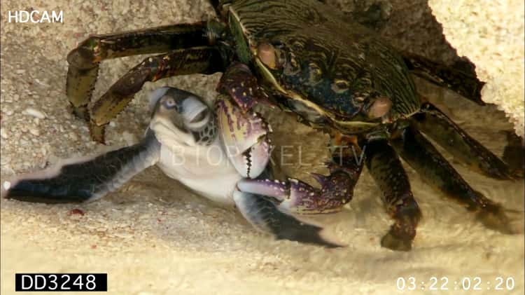 Baby Sea Turtles Getting Eaten