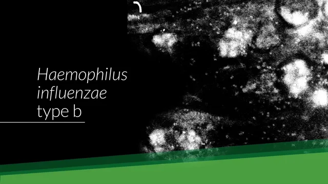 haemophilus influenzae slide
