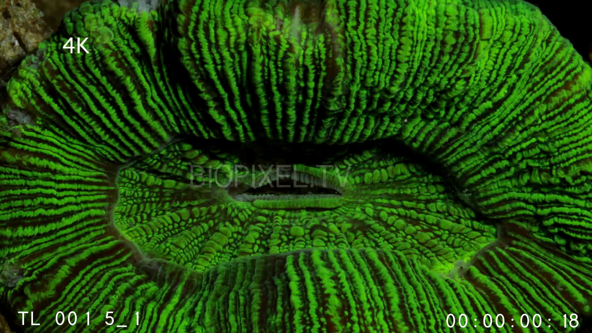 Coral Polyp - Hard coral polyps time lapse 4K on Vimeo