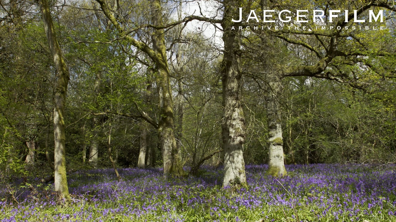 Bluebell Woods Preview