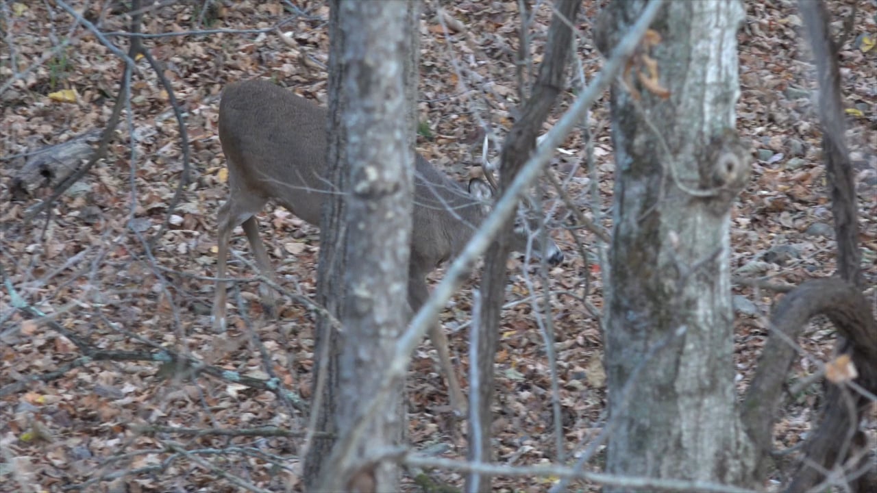 Whitetail Edge: High~N~Tight