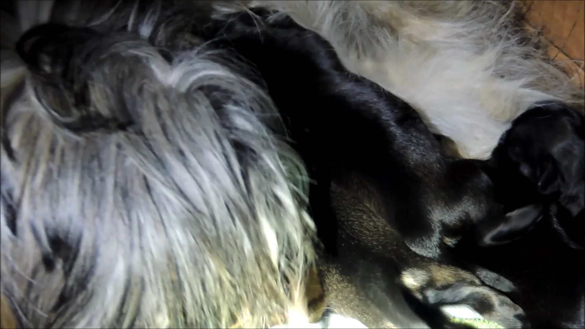 Clementine Feeding Puppies Day 4 August 8, 2016 on Vimeo