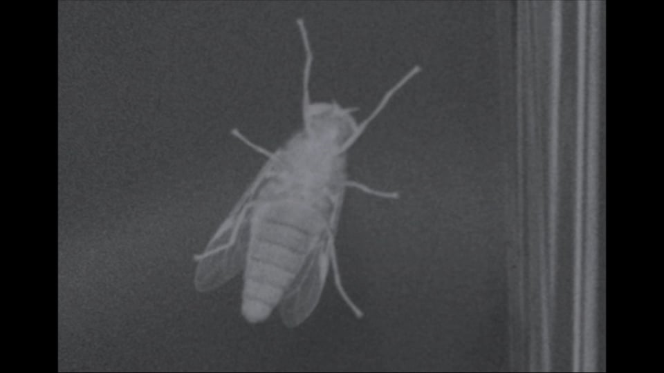 Negative Nature