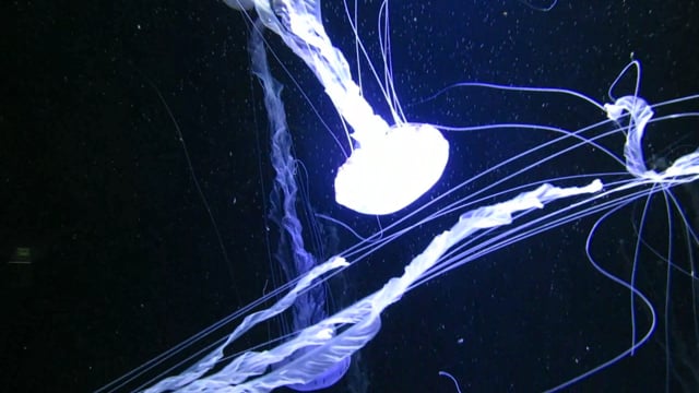Jellyfish Medusa Slide - Free video on Pixabay