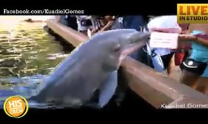 Playful Dolphin Snatches iPad and Splashes Crowd