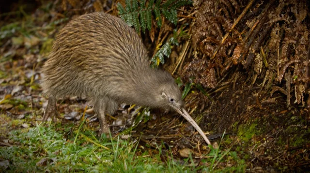 Kaitiaki of the kiwi — Science Learning Hub