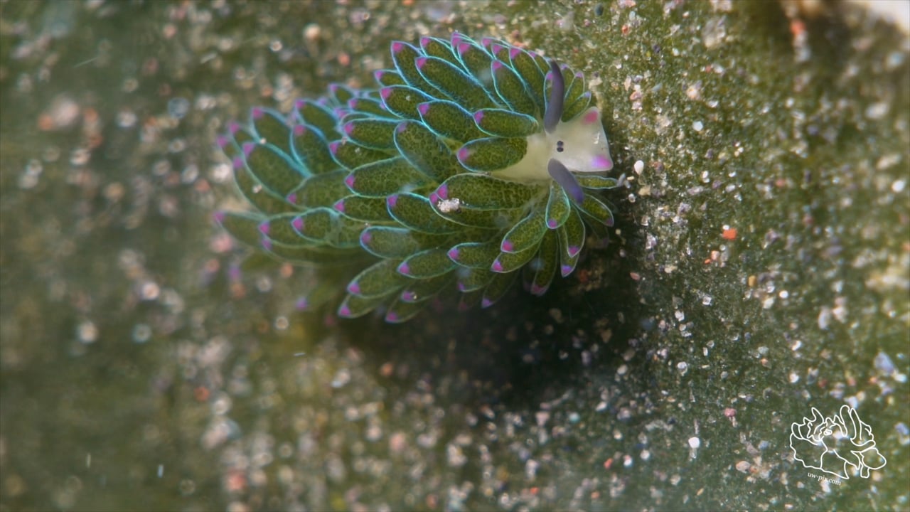 Critters of the Lembeh Strait | "Grazing" - Sheep of the Costasiella Family