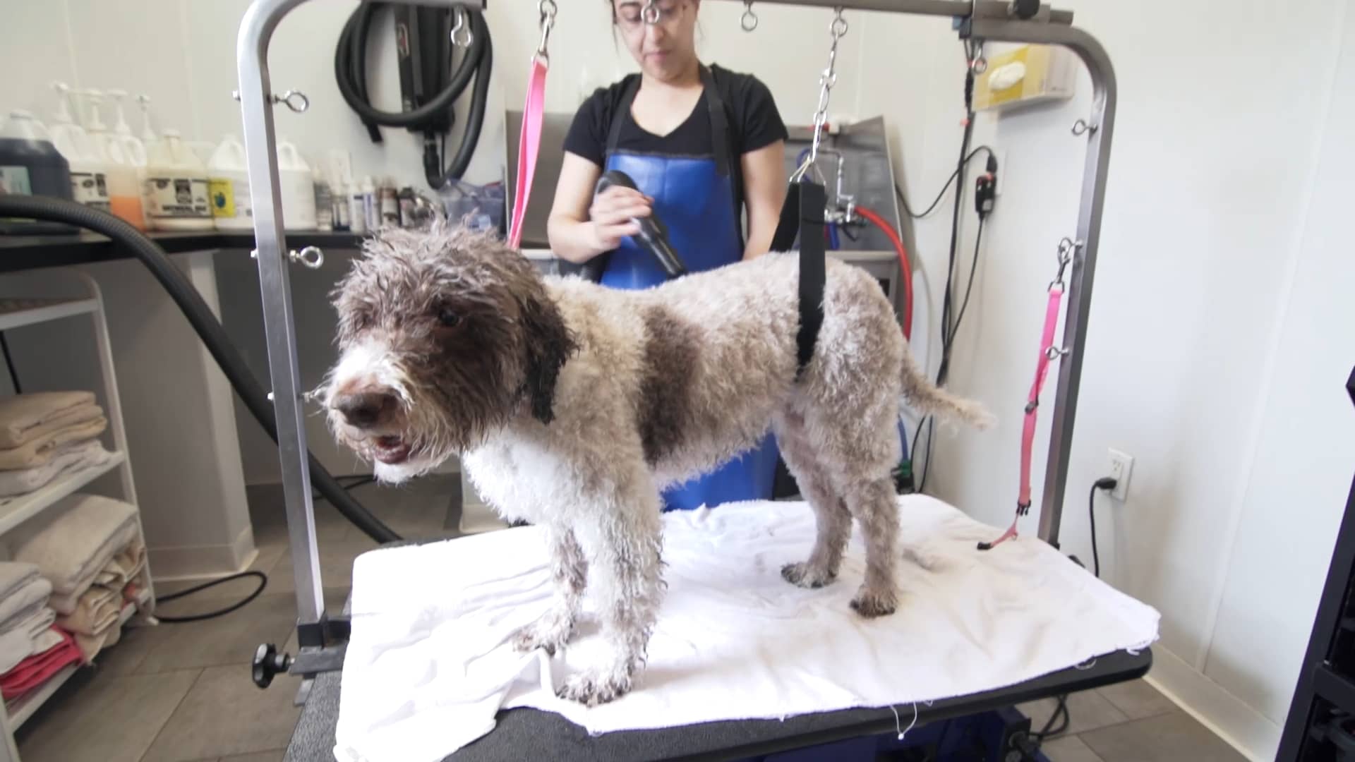 Miss Molly's Lap of Luxury Pet Grooming Salon in Englewood Cliffs, NJ