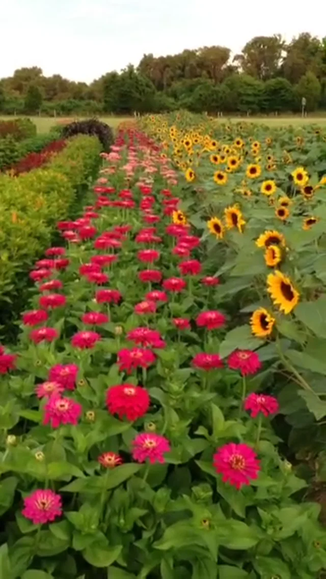 Renee's Garden Cutting Zinnia Bling Bling