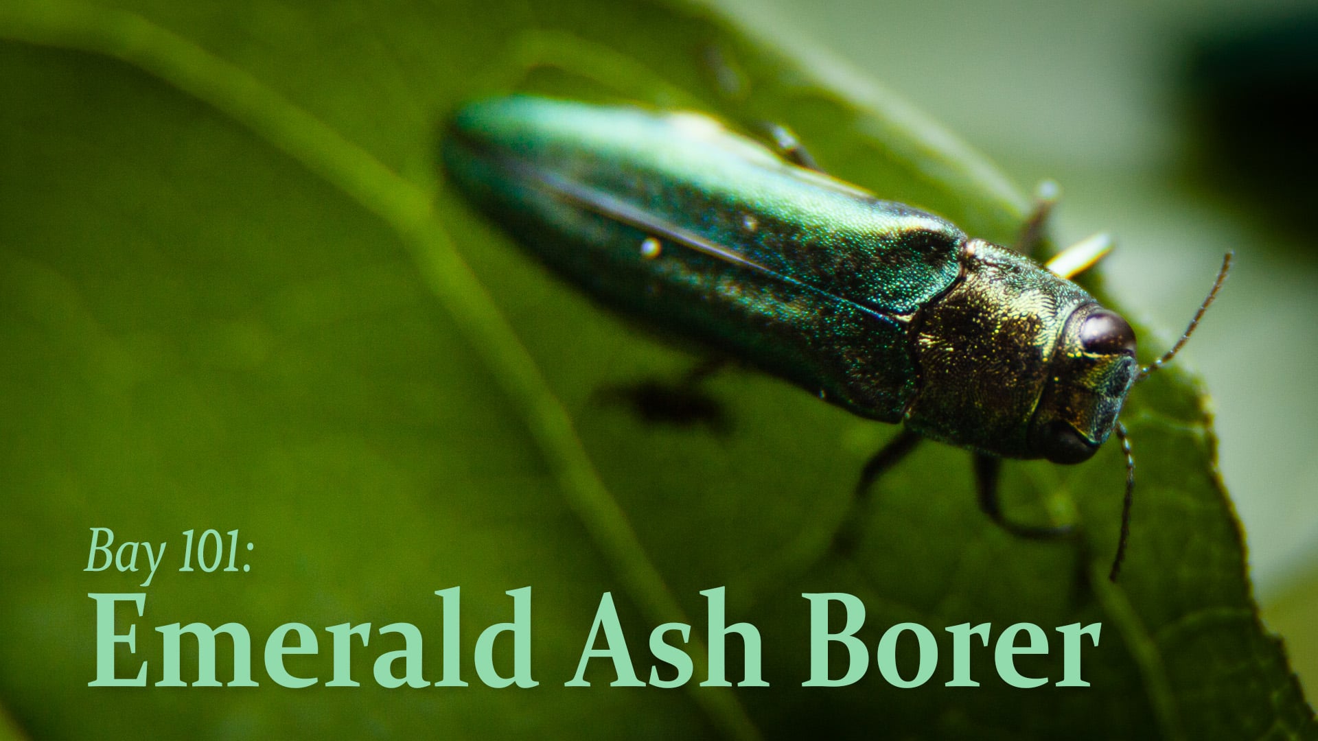 Bay 101: Emerald Ash Borer