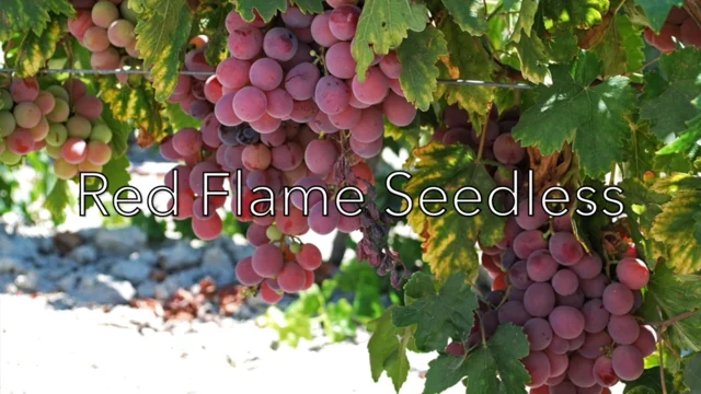 Red Flame Seedless Grape Vine