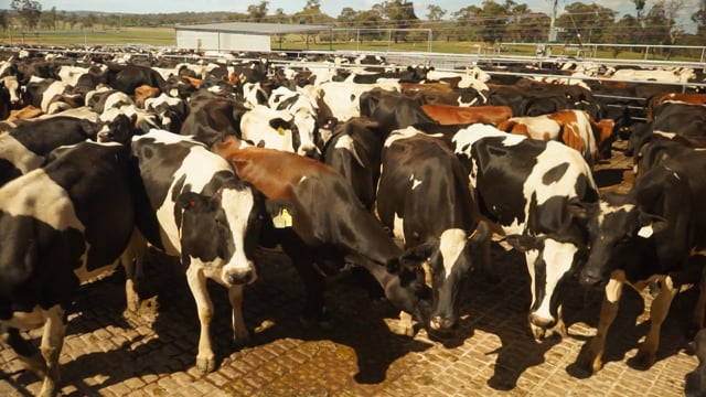 Greenscope Dairies