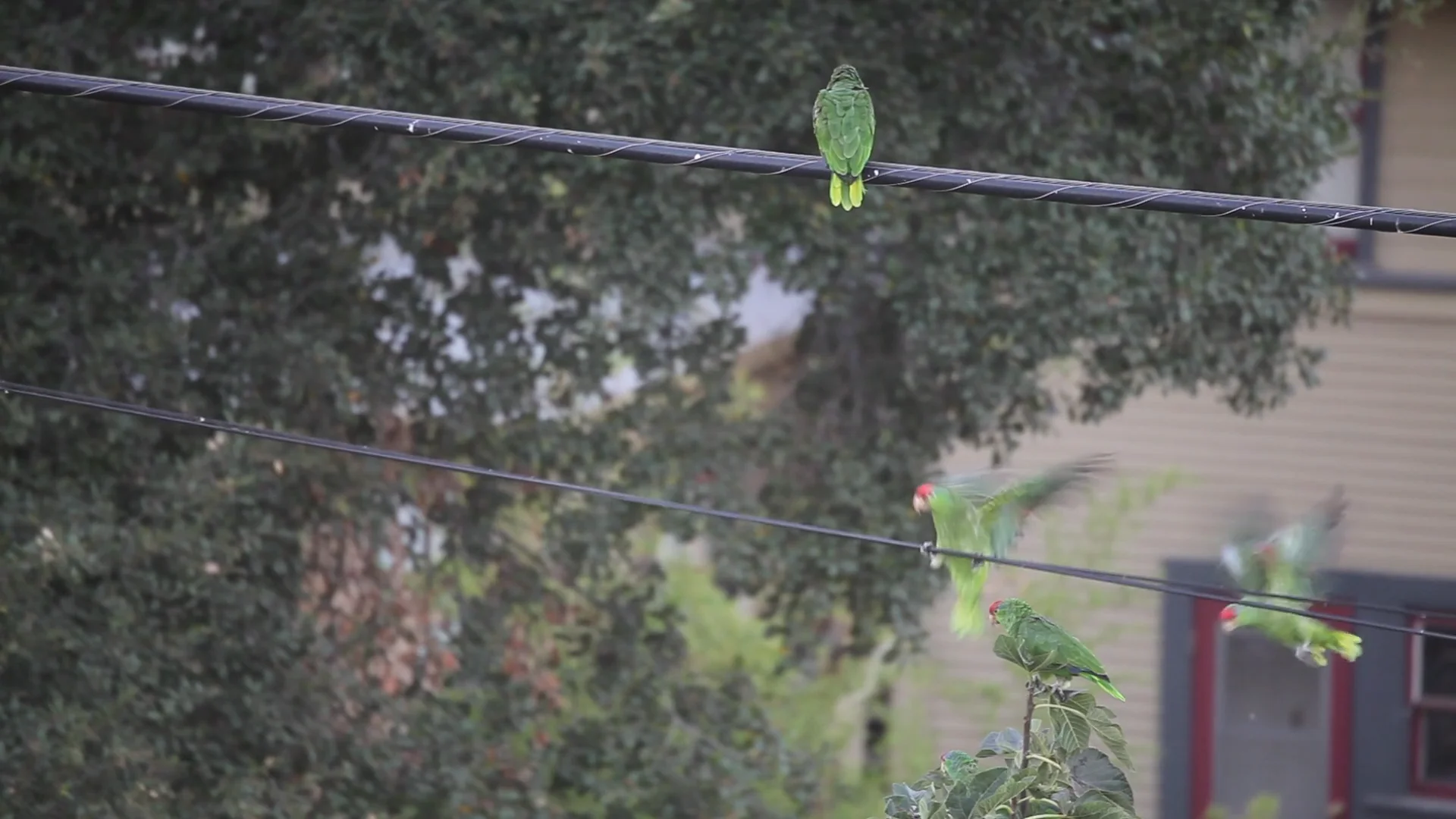 Invasion of noisy parrots on Vimeo