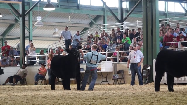 2016 IL State Fair Steers