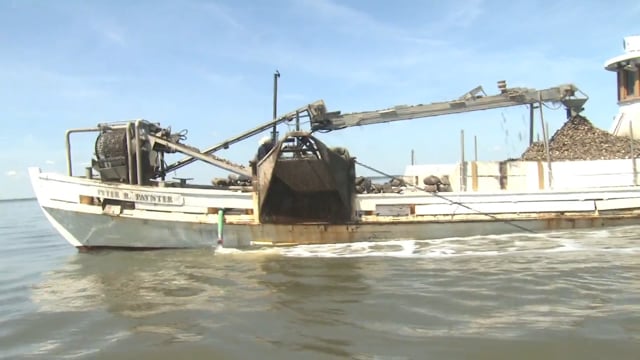 Oyster Restoration Program  New Jersey  / Delaware Bay