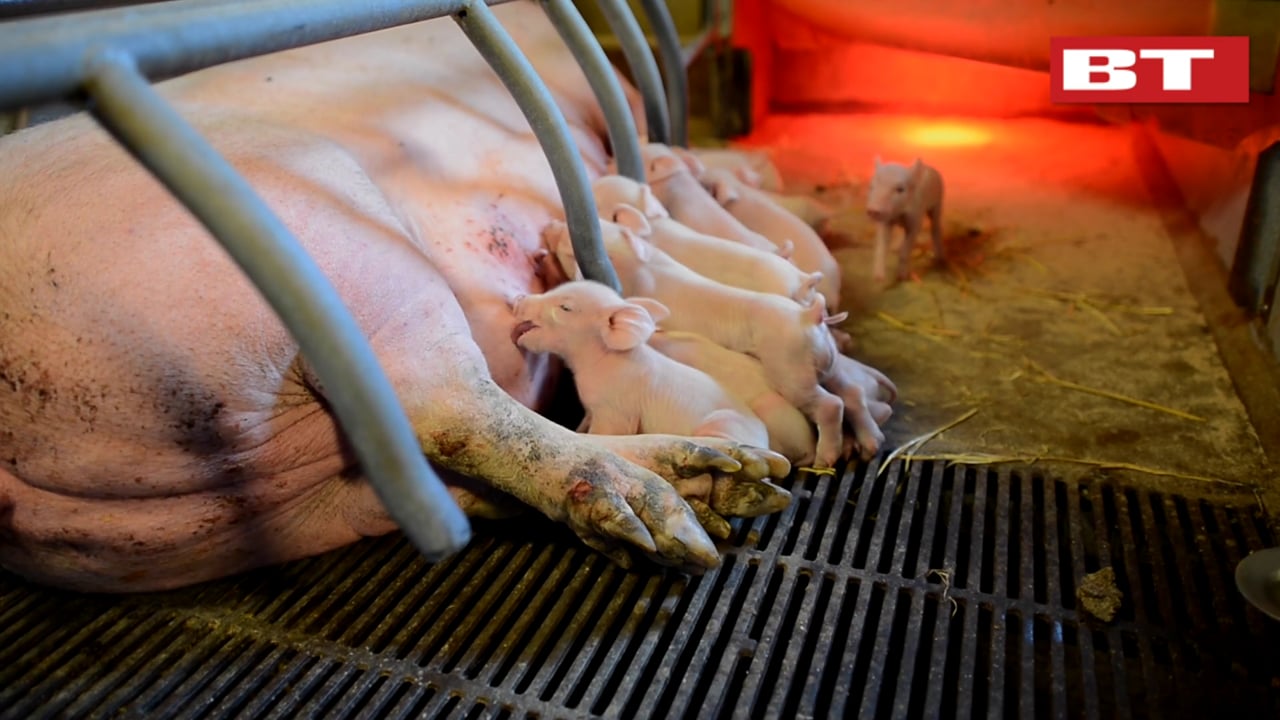 Dan Jørgensen besøger svinefarm