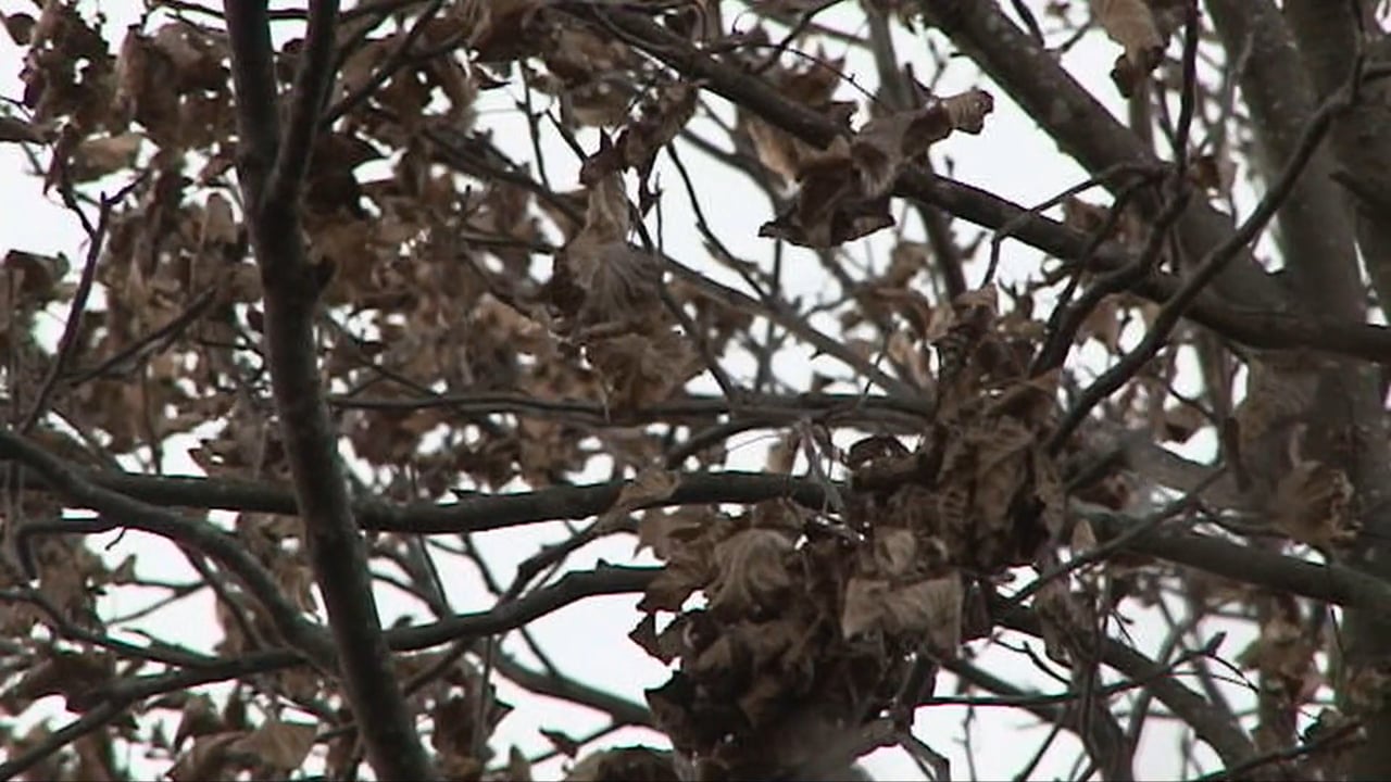 Whitetail Edge: Iowa Giant