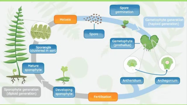 fern plant diagram