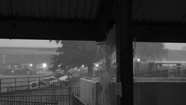 2016 IL State Fair Heifers