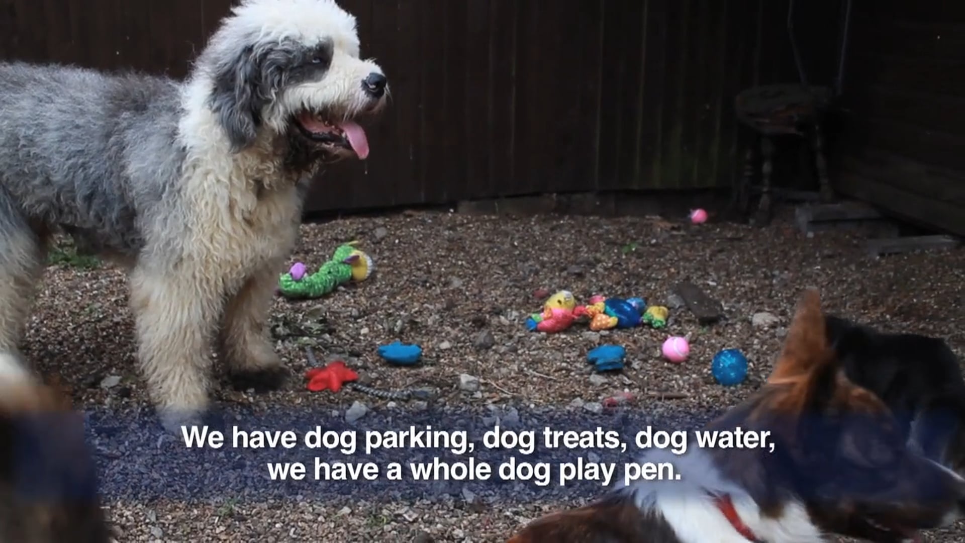 McCarthy Cars – What to consider when you have dogs (with subtitles)