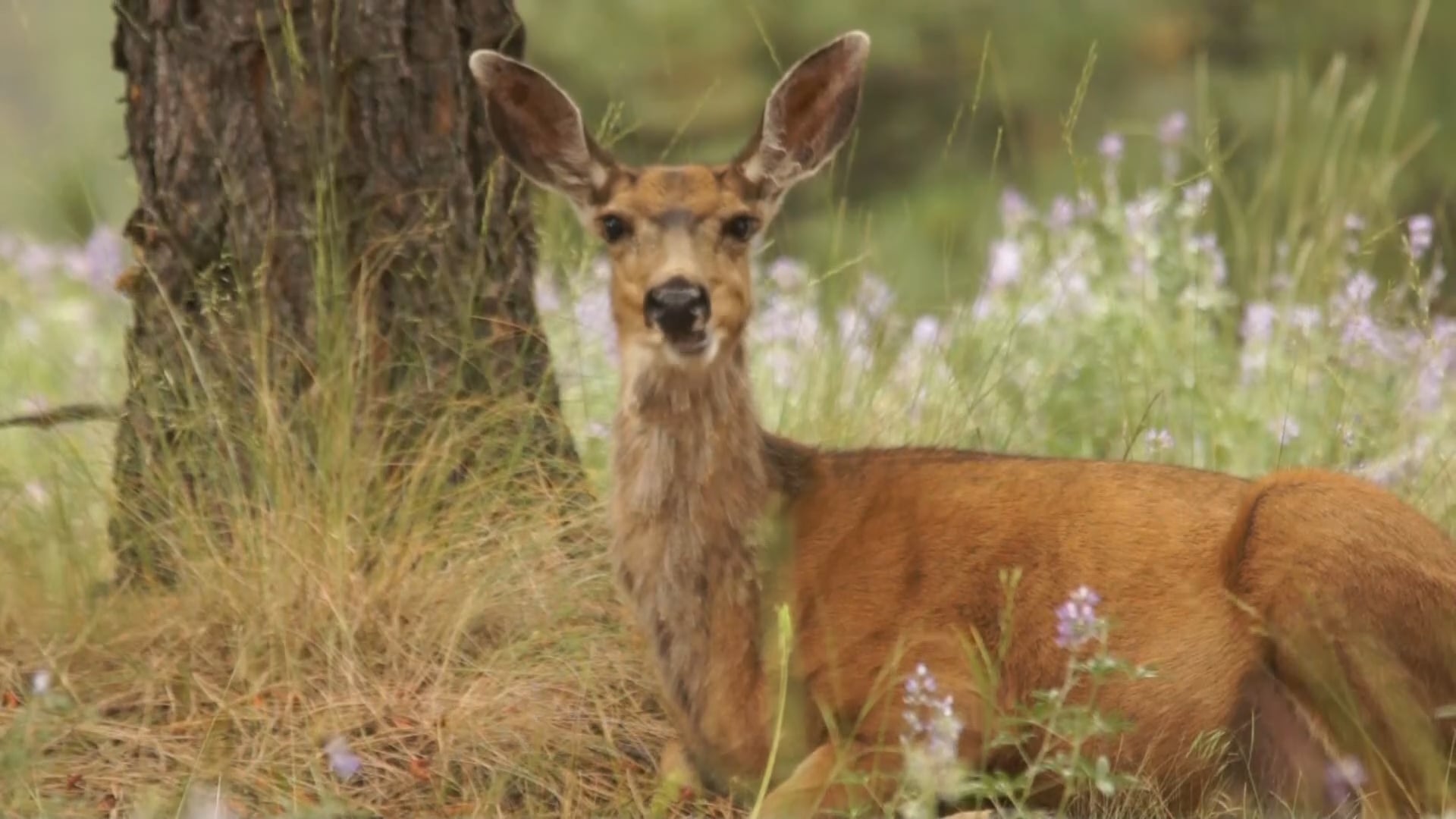 Mule deer chewing its cud on Vimeo