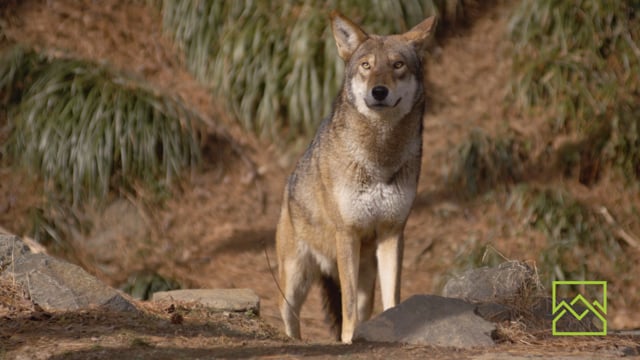 2016 Finalist Trailer: Red Wolf Revival