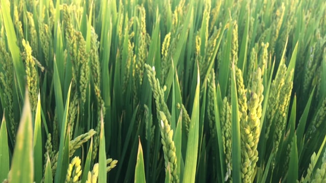 Green paddy field dancing with wild wind. Beautiful paddy field 4K