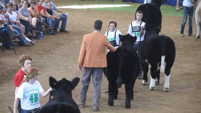 2016 Iowa State Fair Steers